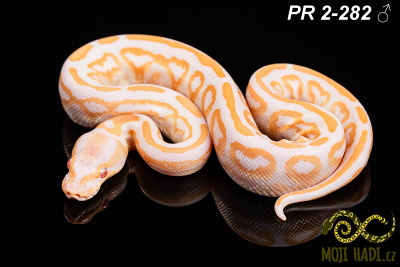 hadi na prodej, mládě, český chov hadů, odchov hadů, mojihadi.cz, Python regius, ballpython, krajta královská, Albino, black pastel, het Clown